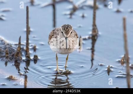 Un minimo sandpiper (Calidris minutilla) alla ricerca di cibo nella palude di sale durante la bassa marea. Foto Stock