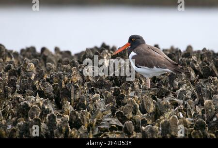 Un ostrystercatcher americano (Haematopus palliatus) alla ricerca di cibo su un letto di ostriche. Foto Stock