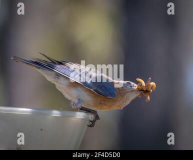 Una femmina orientale bluebird ad un alimentatore con una bocca piena di vermi vivi. Foto Stock