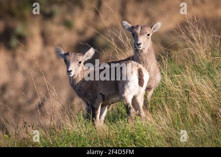 Due pecore bighorn del bambino che si levano in piedi l'una accanto all'altra guardando in avanti e una pecora ha un pezzo di erba nella relativa bocca. Foto Stock