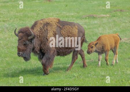 Femmina bisonte con il suo vitello che cammina attraverso l'erba. Foto Stock