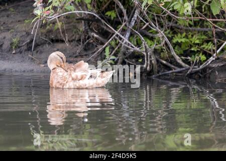 Una di una specie di mallard leucistic femminile con piume pallido e uno speculum nero Foto Stock