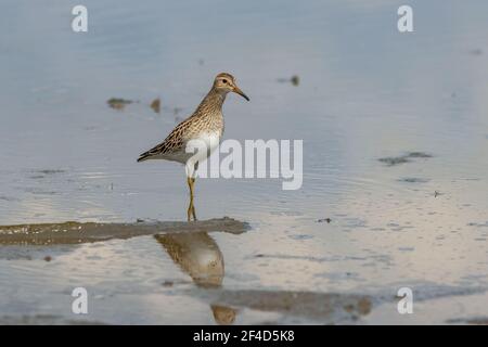 Sandpiper pettorale in piedi in acque fluviali poco profonde durante la caduta migrazione Foto Stock