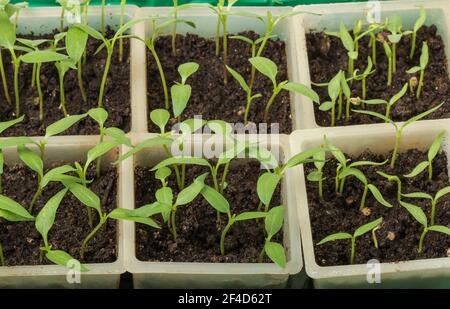 Germogli verdi di peperoni in vasi di seedling Foto Stock