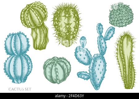 Serie vettoriale di cactus pastello disegnati a mano Illustrazione Vettoriale