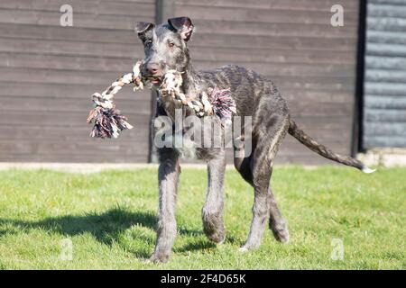 Cucciolo di Deerhound scozzese Foto Stock
