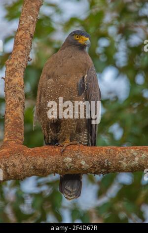 Un'aquila serpente crestata appollata su un ramo (fotografata in BR Hills Sanctuary, Karnataka, India) Foto Stock