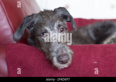 Cucciolo di Deerhound scozzese Foto Stock