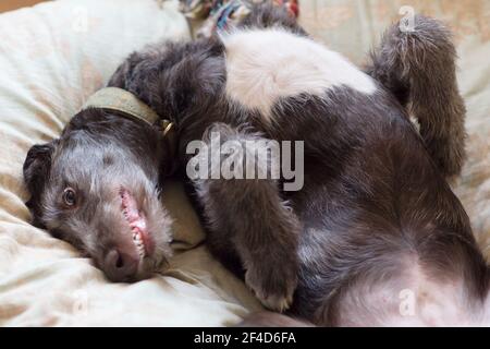 Cucciolo di Deerhound scozzese Foto Stock