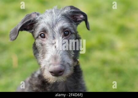 Cucciolo di Deerhound scozzese Foto Stock