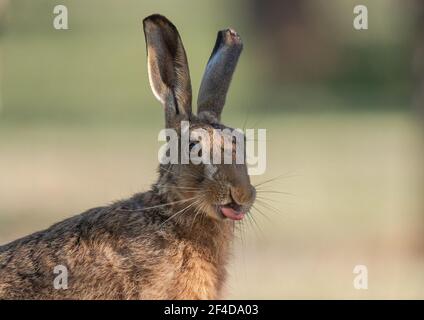 Hare cheeky primo piano, attaccando la sua lingua fuori - Suffolk, Regno Unito Foto Stock