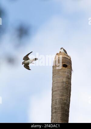 Amercan Kestrels, Falco sparverius, coppia di adulti di morfo bianco al buco del nido nella palma, Cuba Foto Stock