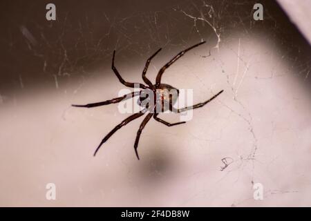 Nobile Falso Widow Steatoda nobilis ragno, ragno con veleno fondato in Europa. Le gambe del ragno sulle reti che aspettano gli insetti per mangiarli. Un buon dispositivo di controllo dei parassiti Foto Stock