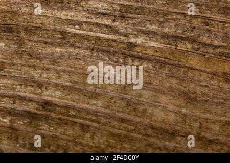 Foto macro dettagliata di un vecchio palo di recinzione in legno che mostra il grano di legno dettagliato e gli agenti atmosferici Foto Stock