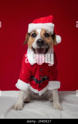 Ritratto di un jack russell terrier indossare un vestito di Natale Foto Stock