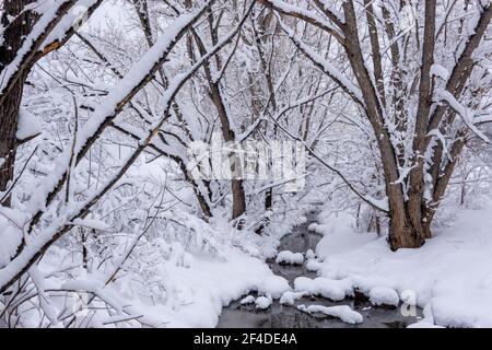 Boulder Creek con alberi coperti di neve dopo una tempesta di neve pesante Foto Stock