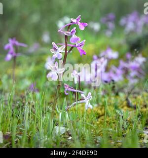 Orchidee selvatiche rosa su erba verde e fondo muschio in una foresta durante la primavera, fuoco morbido. La varietà di orchidee ‘Orchis Troodi’ è endemica cipriota Foto Stock