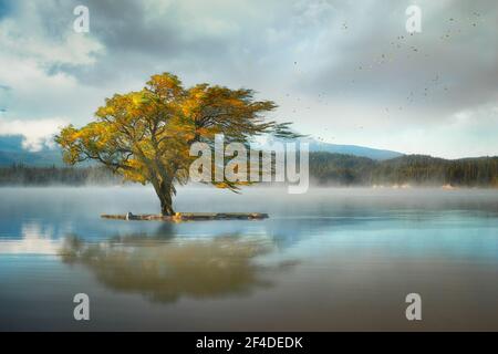 Albero singolo che cresce su un'isola nel mezzo del lago Lemolo, Oregon, Stati Uniti Foto Stock