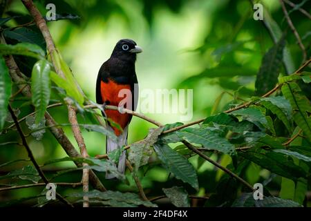 Baird s trogon - Trogon bairdii specie di uccello grigio e rosso della famiglia Trogonidae, uccello grigio tropicale e rosso di lowla tropicale umido Foto Stock