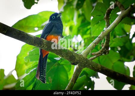 Baird s trogon - Trogon bairdii specie di uccello grigio e rosso della famiglia Trogonidae, uccello grigio tropicale e rosso di lowla tropicale umido Foto Stock