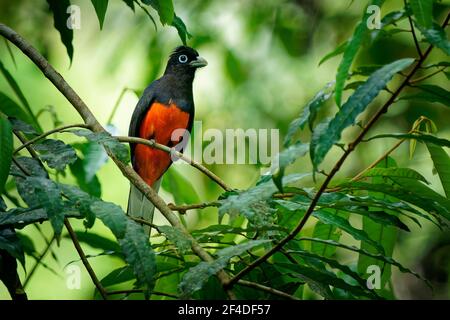 Baird s trogon - Trogon bairdii specie di uccello grigio e rosso della famiglia Trogonidae, uccello grigio tropicale e rosso di lowla tropicale umido Foto Stock