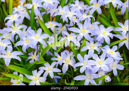 Scilla luciliae fiori in primavera Foto Stock