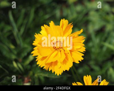 Beautifil giallo Sunray Tickseed, Coreopsis grandiflora 'Sunray' fiore nella zona rurale ungherese Foto Stock