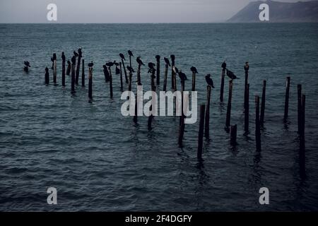 Uccelli cormorani arroccati su pali di legno nel Mar Nero, Russia Foto Stock