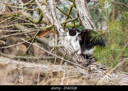 Gatto poggiato su un ramo morto Foto Stock
