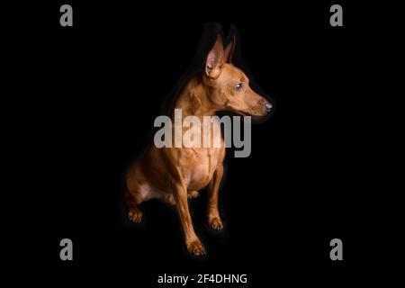 Pinscher marrone in miniatura su sfondo nero. Il mini pinscher nano guarda attentamente al suo maestro. Foto Stock