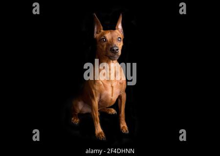 Pinscher marrone in miniatura su sfondo nero. Il mini pinscher nano guarda attentamente al suo maestro. Foto Stock