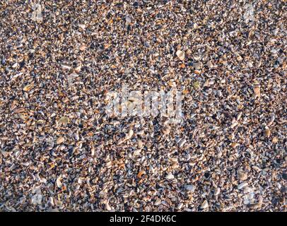 Vari frammenti di conchiglie rotte sulla spiaggia di sabbia. Trama di fondo con piccoli frammenti di conchiglie Foto Stock