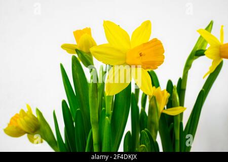 Belle narcisi gialle su sfondo bianco Foto Stock