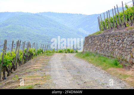 Strada di servizio che conduce attraverso i vigneti nella regione vinicola della Valle dell'Ahr in Germania nel maggio 2018. Foto Stock