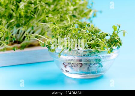 Micrograni freschi per insalata in una ciotola. Piantando micrograni. Germinazione di semi a home.Vegan e sano consumo concept.Closeup biologico microsverde Foto Stock