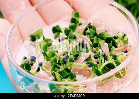 Close-up.Woman che si prende cura di microgreen.Microgreen germogli controllo di qualità in laboratorio sanitario ed epidemiologico di controllo. Foto Stock