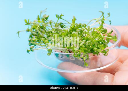 Close-up.Woman che si prende cura di microgreen.Microgreen germogli controllo di qualità in laboratorio sanitario ed epidemiologico di controllo. Foto Stock