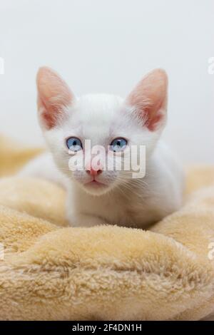 Gattini bianchi con occhi blu e gattini neri khao manee giocare con i fratelli Foto Stock