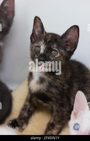 Kittens multicolore Khao Manee razza con sfondo bianco, look Foto Stock