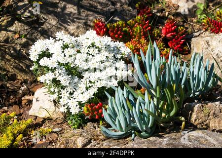Giardino mediterraneo, pietre, Iberis Sempervirens, Senecio talinoides, Sedum reflexum Angelina, Sodum Rubrotinctum Jelly Beans Foto Stock