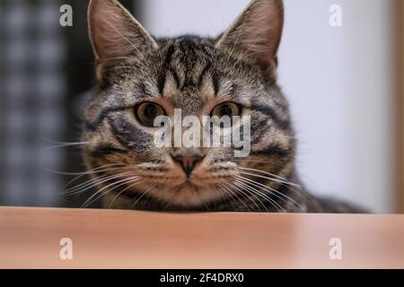 un ritratto di un gatto grigio tabby europeo domestico Foto Stock