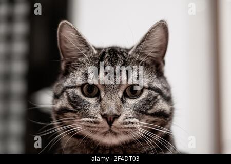 un ritratto di un gatto grigio tabby europeo domestico Foto Stock