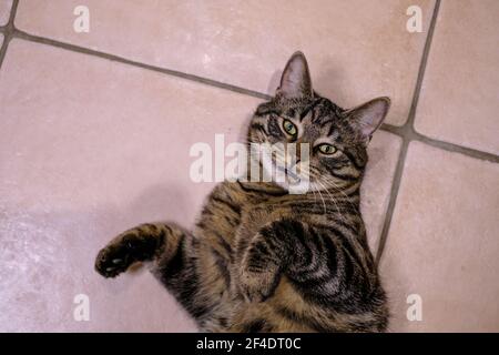 un gatto domestico europeo tabby grigio si trova sulla sua parte posteriore e guarda la fotocamera Foto Stock