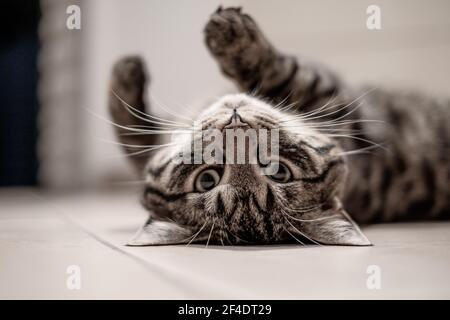 un gatto domestico europeo tabby grigio si trova sulla sua parte posteriore e guarda la fotocamera Foto Stock