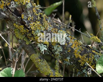 Diverse specie di Lichen sull'albero in Sussex, Inghilterra. Foto Stock