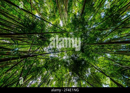 Vista verticale della foresta di bambù gigante sul sentiero Pipiwai, distretto di Kipahulu, parco nazionale di Haleakal, Maui, Hawaii, STATI UNITI Foto Stock