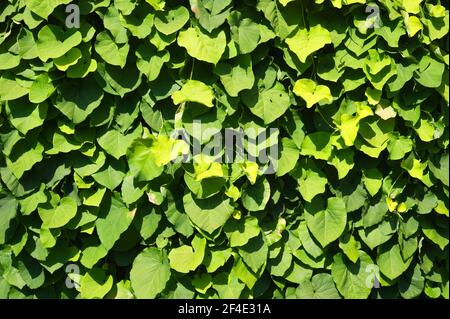 Rigogliosa crescita del vitigno a pipa dell'Dutchman (Aristolochia macrophylla) Foto Stock