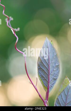 Campane della Cattedrale / Coppa e vite del piattino (Cobaena scandens). Messa a fuoco selettiva e profondità di campo poco profonda. Foto Stock