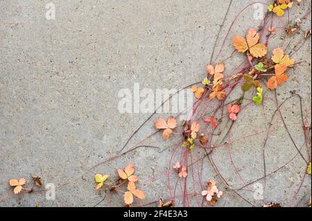 Fragola (Fragaria) foglie e corridori su cemento. Foto Stock