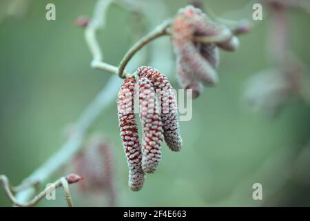 Primo piano di 'Contorta Red' catkins / Hazel Tree - Corylus Avellana Foto Stock